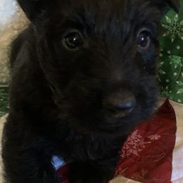 Scottish Terriers from Piper’s Scotties
