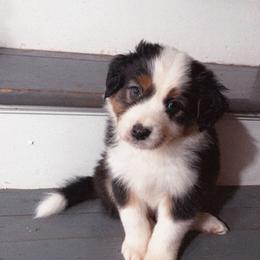 Australian Shepherd Puppies from Cooper Ridge Aussies