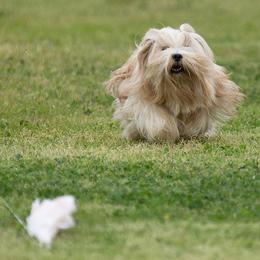 Bjorn - Lhasa Apso