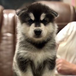 Mr Black - Seal and white male Alaskan Malamute puppy in Giddings, Texas from Strong Water Malamutes