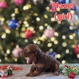 Hazel - Sable female Poodle puppy in Taylors, South Carolina from Sosebees toy & mini poodles
