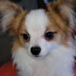 Spanky - Papillon