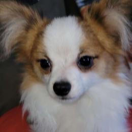 Spanky - Papillon