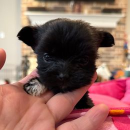Mozzie boy - Black male Shorkie puppy in Midland, Texas from Southern Yorkie Pies