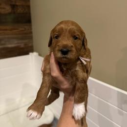 Purple Collar - Apricot female Goldendoodle puppy in Yadkinville, North Carolina from Millie’s Goldendoodles