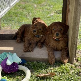 Goldendoodle Puppies from Coal Country Doodles