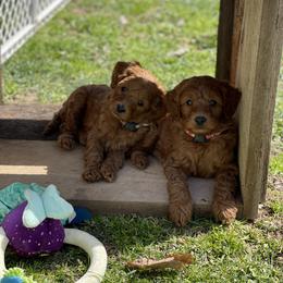 Goldendoodle Puppies from Coal Country Doodles
