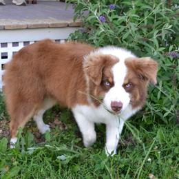Australian Shepherds and Golden Retrievers from Edge Farm LLC