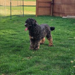 Stella - Bernedoodle