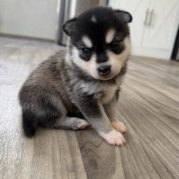 Boy 1 - Black and white male Alaskan Klee Kai puppy in Beverly Hills, Florida from Lucky Charm Klee Kai