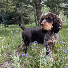 English Springer Spaniel Puppies from Aspen Park Springers