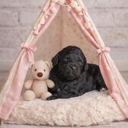 Sweetie Pie - Phantom female Goldendoodle puppy in Woodruff, South Carolina from Crooked Creek Doodles and Poodles