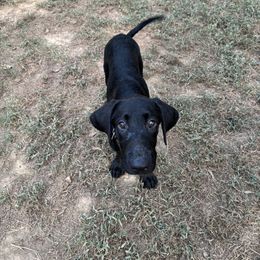 Girl 1 - Black female Labrador Retriever puppy in Bruce, Mississippi from Retriever Run Labradors