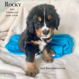 Boy 1 - Black rust and white Bernese Mountain Dog puppy in Lehi, Utah from Reeves Bernese