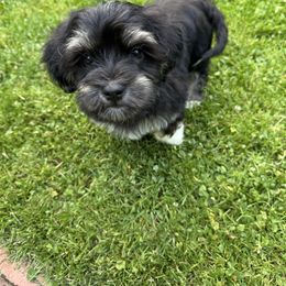 Boy 3 - Black and silver male Havanese puppy in Walpole, Massachusetts from Golden Glen Havanese