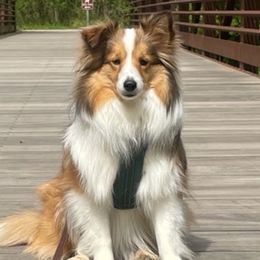 Collies and Toy Shetland Sheepdogs from Holbrook Homestead