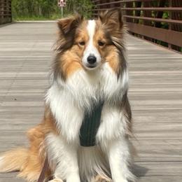 Collies and Toy Shetland Sheepdogs from Holbrook Homestead