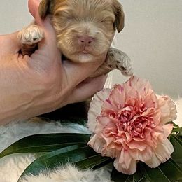 Cockapoo Puppies from Little Bear Doodles