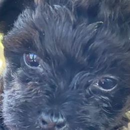 Yorkipoos and Yorkshire Terriers from Hoosier Hill Puppies