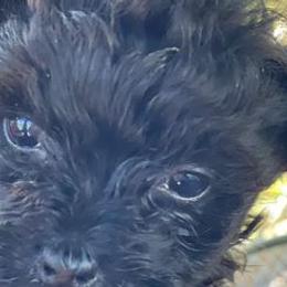 Yorkipoos and Yorkshire Terriers from Hoosier Hill Puppies