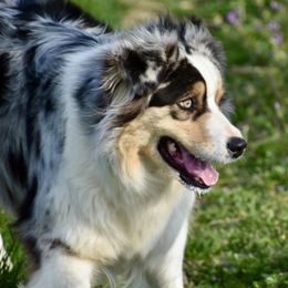 Skye - Blue merle Australian Shepherd puppy in Denton, Maryland from Oak Haven Aussies