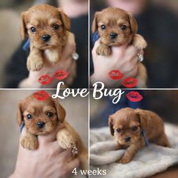 Love Bug- Blue - Ruby male Cavalier King Charles Spaniel puppy in London, Arkansas from Frosty’s Cavaliers