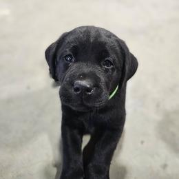 Hashbrown - Black male Labrador Retriever puppy in Louisville, Kentucky from Tsuki Labradors