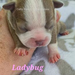 Ladybug - Lilac female Boston Terrier puppy in Griffin, Georgia from Celtic Performance Bostons