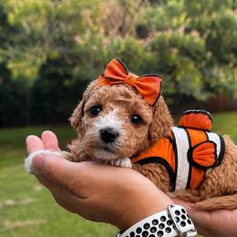 Darla - Red  female Goldendoodle puppy in Angier, North Carolina from A Breed Above Kennels