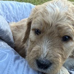 Bernedoodles from Ball-Y-Hoo Bernedoodles