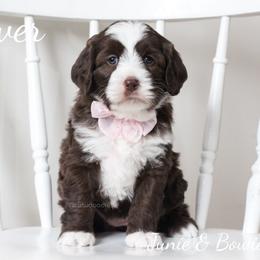 Australian Labradoodle Puppies from Rutu Australian Labradoodles