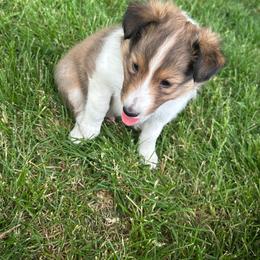 Red - Sable and white male Shetland Sheepdog puppy in Fontanelle, Iowa from Jensen Farms Shelties