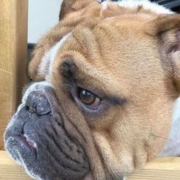 Bulldogs and French Bulldogs from Breeding Timing