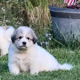 Mr Green - White and badger male Great Pyrenees puppy in Idaho from Portneuf Range Pyrenees