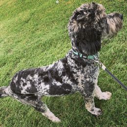 Patience - Goldendoodle