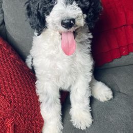 Cadet - Black and white female Sheepadoodle puppy in Pataskala And Thornville, Ohio from Four Front Doodles - Pataskala
