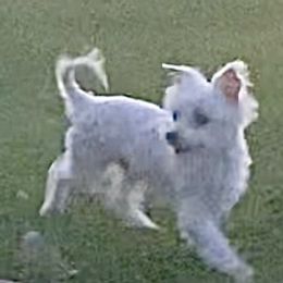Gus - Maltese