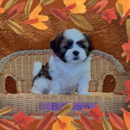 Buttercup - Black and white female Companion Cross puppy in Fresno, Texas from Leslie’s Shih Tzus
