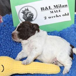 Lagotto Romagnolo Puppies from Royal and Loyal Lagotto Romagnolo