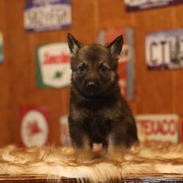 Valentino - Sable male German Shepherd puppy in Philippi, West Virginia from Vom Haus Highlands