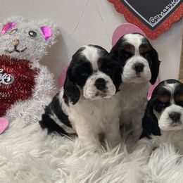 Cocker Spaniels from Retrograde Kennels