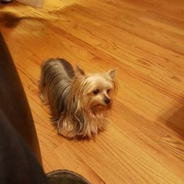 ZsaZsa - Yorkshire Terrier