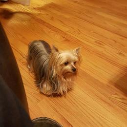 ZsaZsa - Yorkshire Terrier