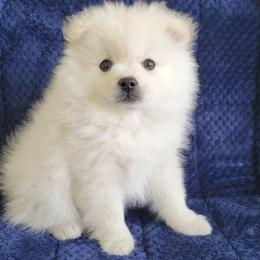 AKC CHIEF - MALE - White male Pomeranian puppy in Bolivia, North Carolina from Red Wagon Pomeranians