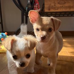 Chihuahua Puppies from Home Grown Chihuahuas From Iowa
