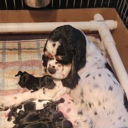 Boy 2 - Black and tan male Cocker Spaniel puppy in Connecticut from Mar-K Cocker Spaniels