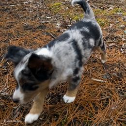 Australian Mountain Doodle, Bernedoodle, Companion Cross, and Shihpoo Puppies from Perfect Companion Puppies