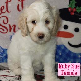 Ruby Sue - Parti female Assorted Doodle Crosses puppy in Beecher, Illinois from Erica’s Doodles