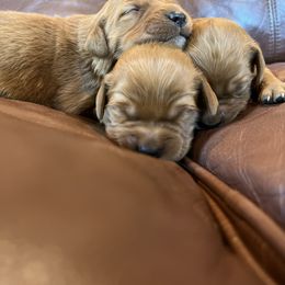 Girl Pup - Dark golden female Golden Retriever puppy in Celina, Texas from Red-Dawn