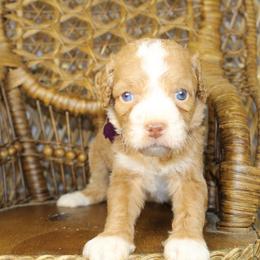 Purple Girl - Red female Aussiedoodle puppy in Belgreen, Alabama from Scott’s Farm Poodles and Doodles